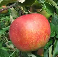 Melrouz – Voćne sadnice jabuke