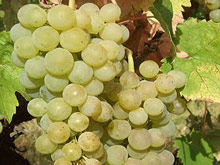 prodaja sadnica vinske bele sorte
