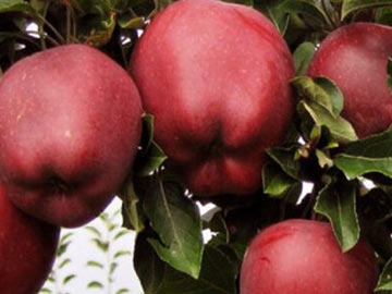 sadnice jabuka