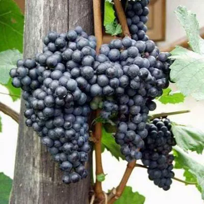 Frankovka – Sadnice vinove loze