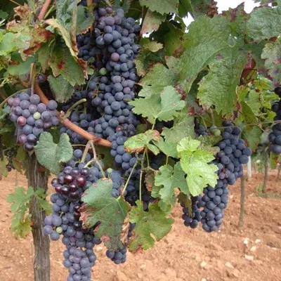 Merlo – Sadnice vinove loze
