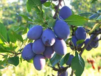Prodaja sadnica voca - Popust za kupovinu voćne sadnice Čačanske rane šljive