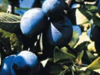 Kalifornijska plava – Voćne sadnice šljive