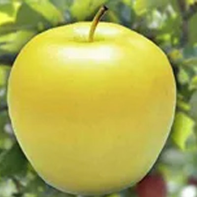 Voće sadnice jabuke Zlatni delišes klon B