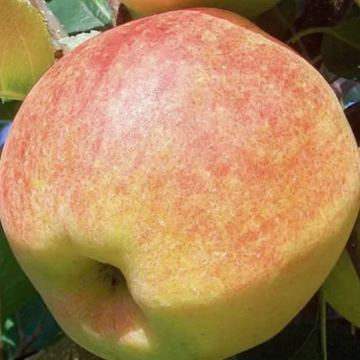 Budimka – Voćne sadnice jabuke