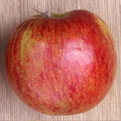 Jonagold – Voćne sadnice jabuke