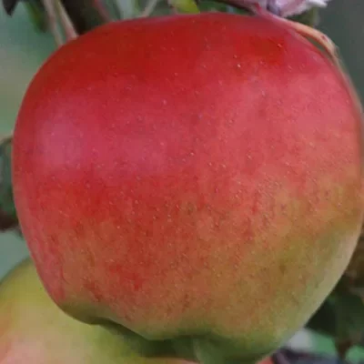 Prima – Voćne sadnice jabuke