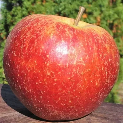 Jonagored – Voćne sadnice jabuke