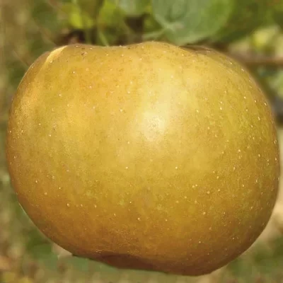 Kožara – Voćne sadnice jabuke