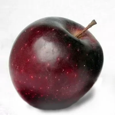 Red Čif – Voćne sadnice jabuke