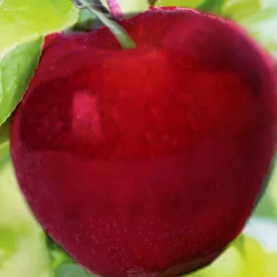 Gloster – Voćne sadnice jabuke