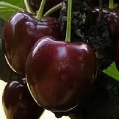 Crni džin – Voćne sadnice trešnje
