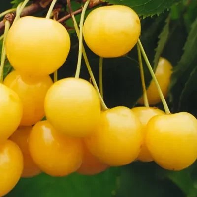 Dradanova žuta – Voćne sadnice trešnje