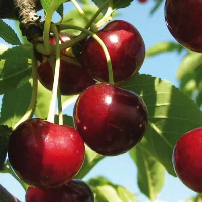 Keleris 16 – Voćne sadnice višnje